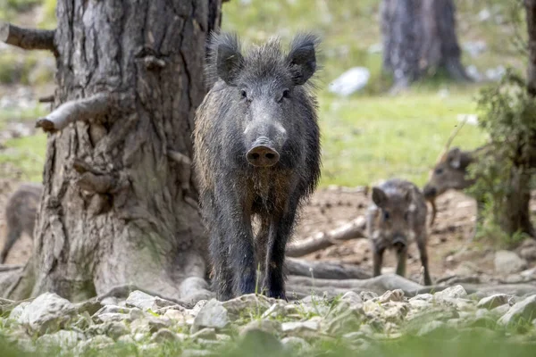 Wild Boar Portrait Forest Summer Season — Stockfoto