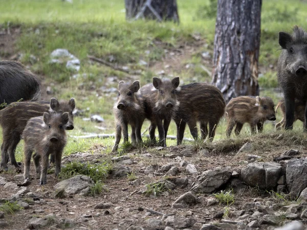 Baby Newborn Wild Boar Portrait Forest Summer Season — Stockfoto
