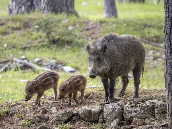 Baby Newborn Wild Boar Portrait Forest Summer Season — Stockfoto