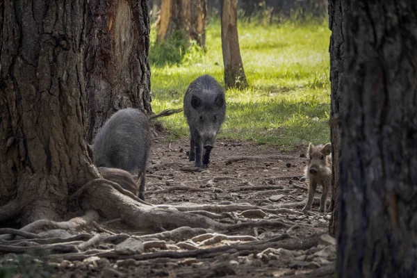 Wilde Zwijnen Portret Het Bos Zomer Seizoen — Stockfoto