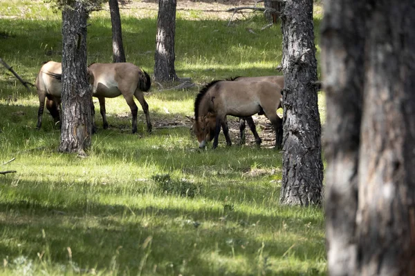 Baby Neugeborenes Przewalski Pferd Porträt Der Sommersaison — Stockfoto