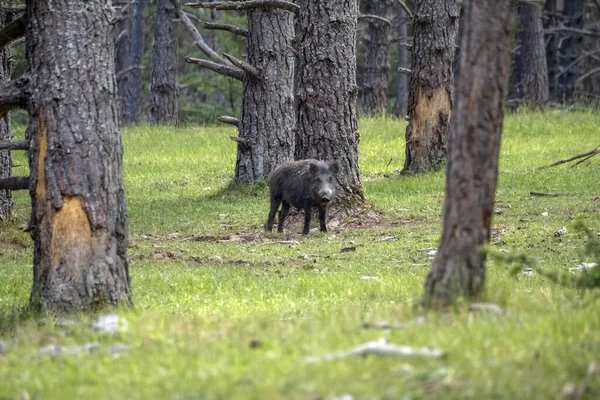 Wild Boar Portrait Forest Summer Season — Stock Photo, Image