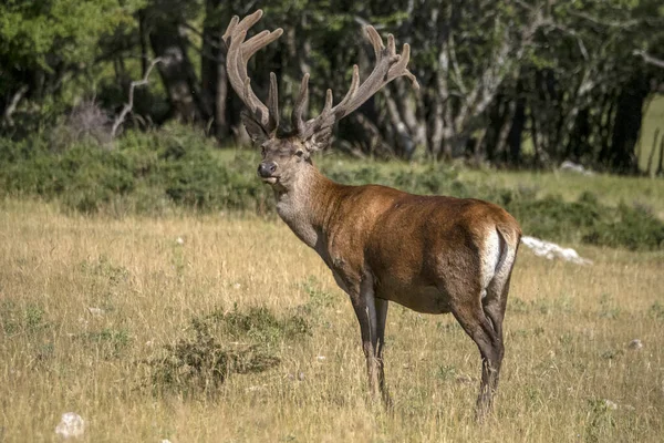 European Deer Portrait Summer Season — Stock Photo, Image