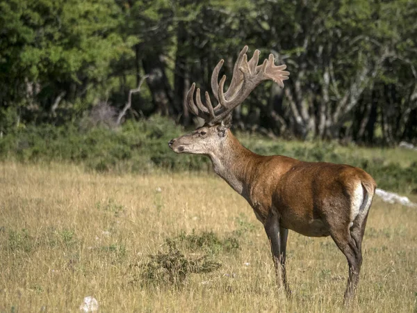 European Deer Portrait Summer Season — Stock Photo, Image