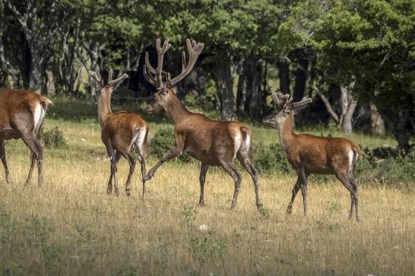 Portrait Cerf Europe Saison Estivale — Photo