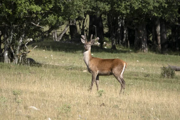 European Deer Portrait Summer Season — Stock Photo, Image