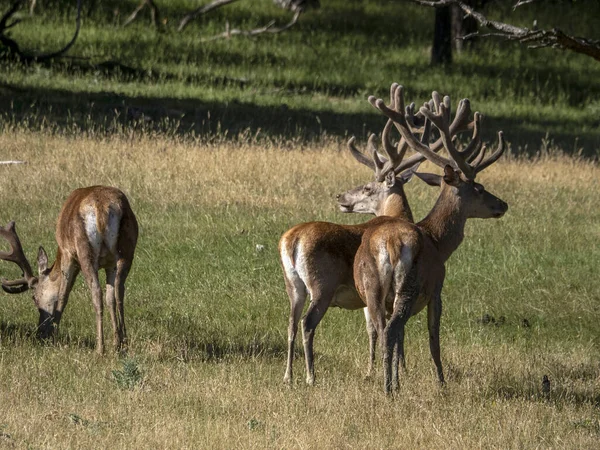 European Deer Portrait Summer Season — Stock Photo, Image