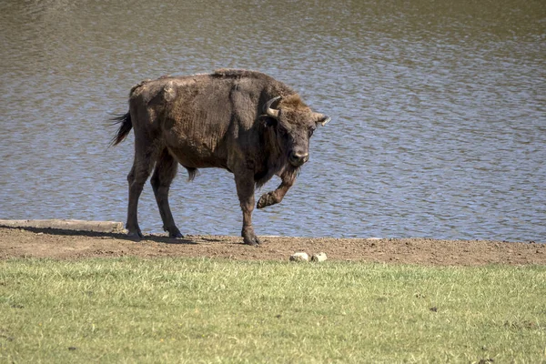 Retrato Bisonte Europeo Temporada Verano — Foto de Stock