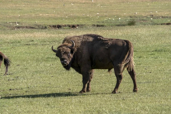 夏季欧洲野牛肖像 — 图库照片
