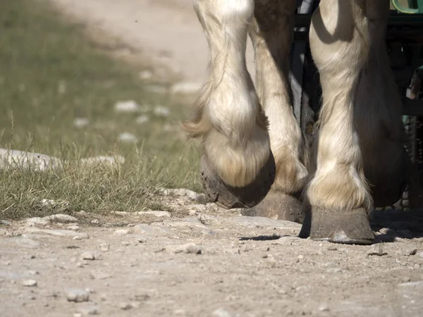 Caballo Batalla Tiro Pezuña Caballo Trabajo Perder Detalle — Foto de Stock