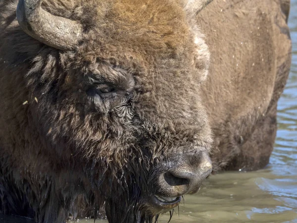 European Bison Portrait Summer Season Refreshing Water Pool — Stock Photo, Image