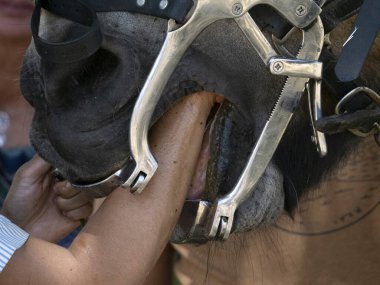 Veterinerlik at ağzı teftişi. Kapatın.