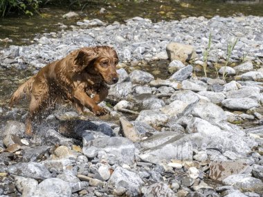köpek ingilizce cocker spaniel nehirde oynuyor