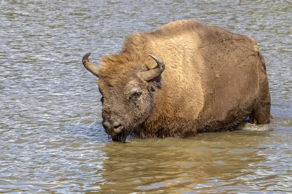 European Bison Portrait Summer Season Refreshing Water Pool — Stock Photo, Image