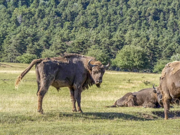 Retrato Bisonte Europeu Temporada Verão — Fotografia de Stock