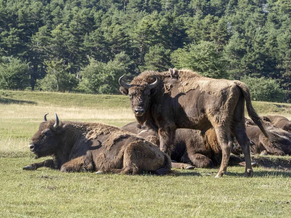 Portrait Bison Européen Saison Estivale — Photo