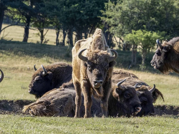 Retrato Bisonte Europeo Temporada Verano —  Fotos de Stock