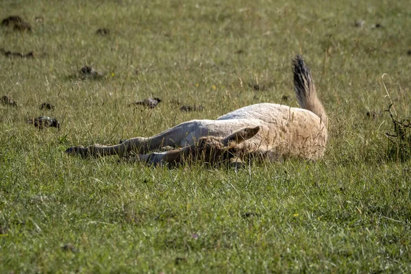 赤ちゃんの生まれたてのPrzewalski馬の肖像夏の季節 — ストック写真