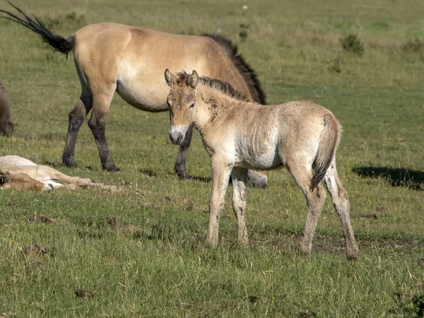 Baby Nyfödda Przewalski Häst Porträtt Sommarsäsongen — Stockfoto