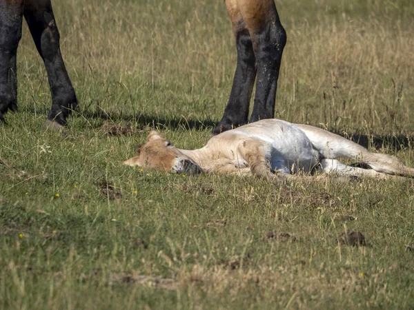 Baby Pasgeboren Przewalski Paard Portret Zomer Seizoen — Stockfoto