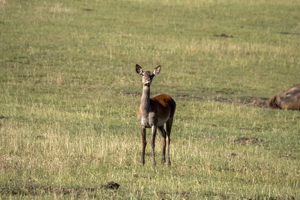 European Deer Portrait Summer Season — Stockfoto