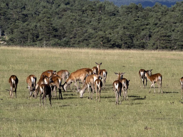 夏季欧洲鹿像 — 图库照片