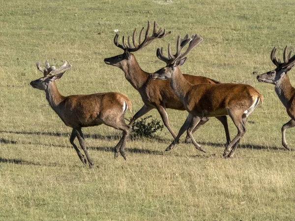 Portrait Cerf Europe Pendant Saison Estivale — Photo