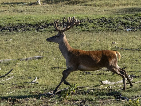European Deer Portrait Summer Season While Running — Stock Photo, Image