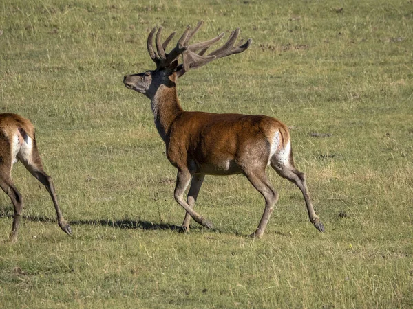 European Deer Portrait Summer Season While Running — Stock Photo, Image