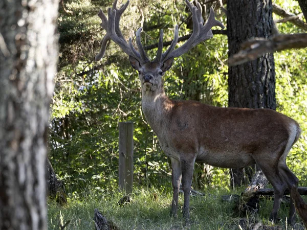 Portrait Cerf Europe Saison Estivale — Photo