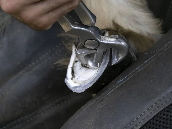 Ferreiro Sapato Burro Limpeza Detalhe Casco — Fotografia de Stock