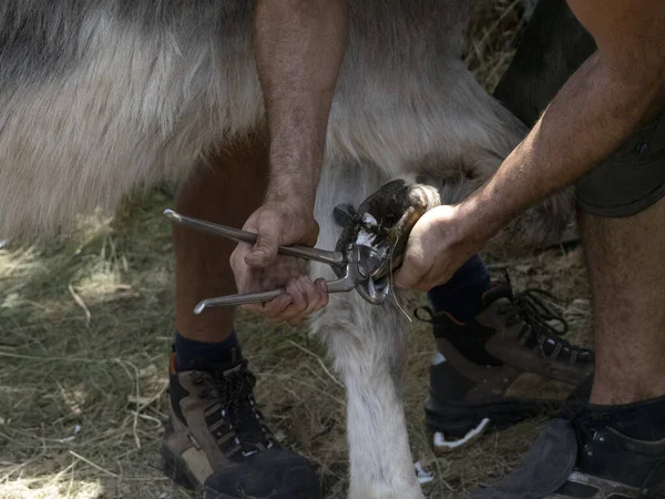 铁匠给驴子穿鞋 清洁蹄子的细节 — 图库照片