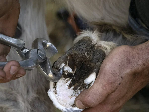 铁匠给驴子穿鞋 清洁蹄子的细节 — 图库照片