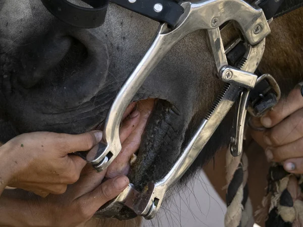 Veterinary Inspecting Horse Mouth Detail Close — Stock Photo, Image