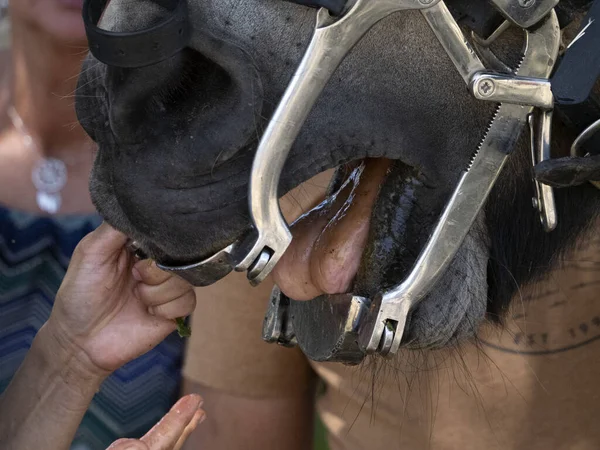 Eläinlääkärintarkastus Hevosen Suuhun Yksityiskohtaisesti Lähikuva — kuvapankkivalokuva