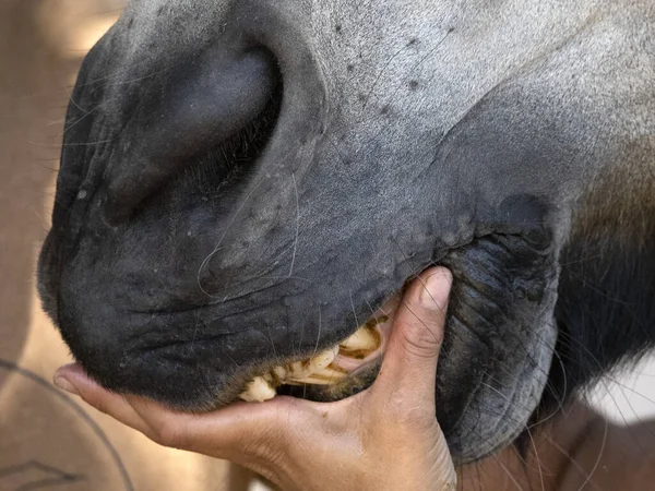 Eläinlääkärintarkastus Hevosen Suuhun Yksityiskohtaisesti Lähikuva — kuvapankkivalokuva