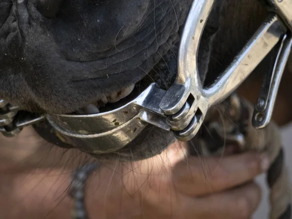 Veterinary Inspecting Horse Mouth Detail Close — Stock Photo, Image