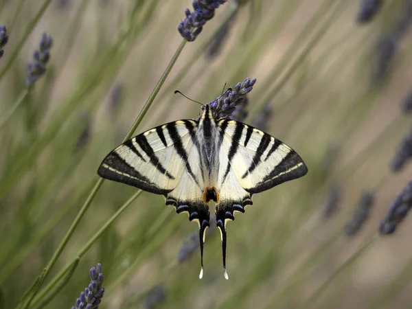 Macaon Bunte Schmetterling Auf Lavander Aus Nächster Nähe — Stockfoto