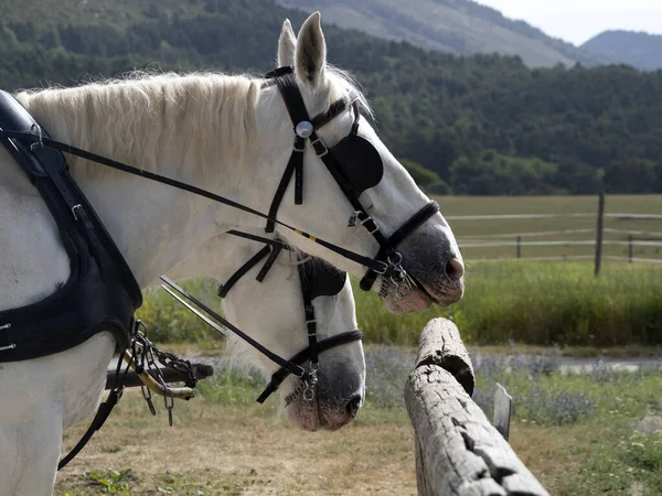 作業馬のドラフト作業馬の詳細を閉じます — ストック写真