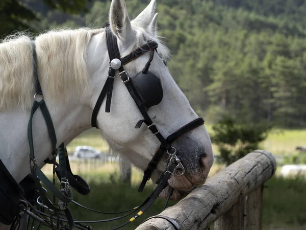 Workhorse Draft Working Horse Close Detail — Stock Photo, Image