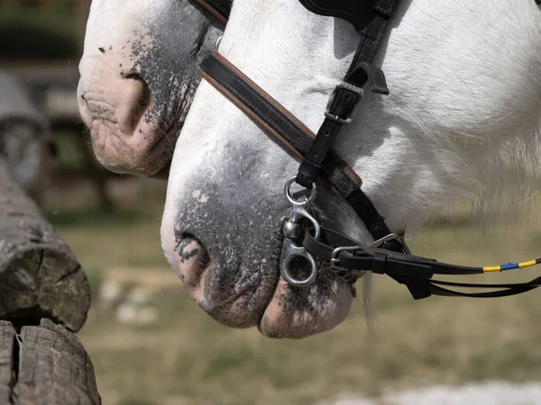 Workhorse Projecto Cavalo Trabalho Close Detalhe — Fotografia de Stock