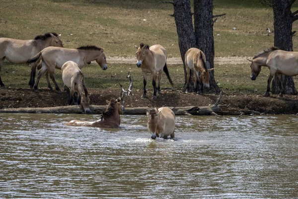 Przewalski Paardenportret Het Zomerseizoen Het Waterzwembad — Stockfoto