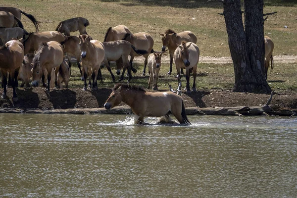 Ritratto Del Cavallo Przewalski Nella Stagione Estiva Nella Piscina Acqua — Foto Stock