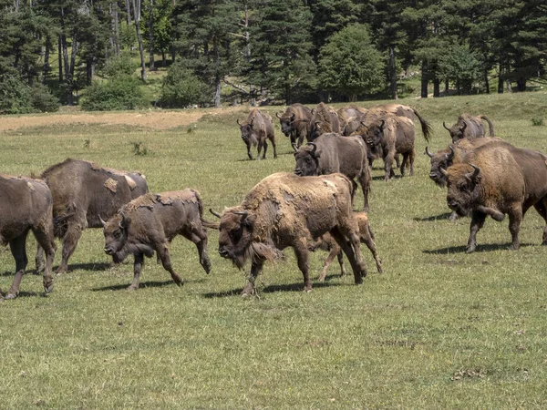 Retrato Bisonte Europeo Temporada Verano — Foto de Stock