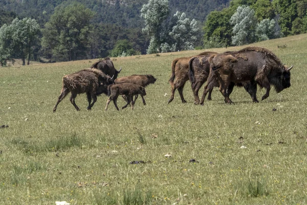 Retrato Bisonte Europeo Temporada Verano —  Fotos de Stock