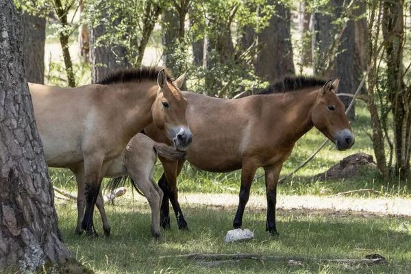 Bebé Recién Nacido Przewalski Caballo Retrato Temporada Verano — Foto de Stock