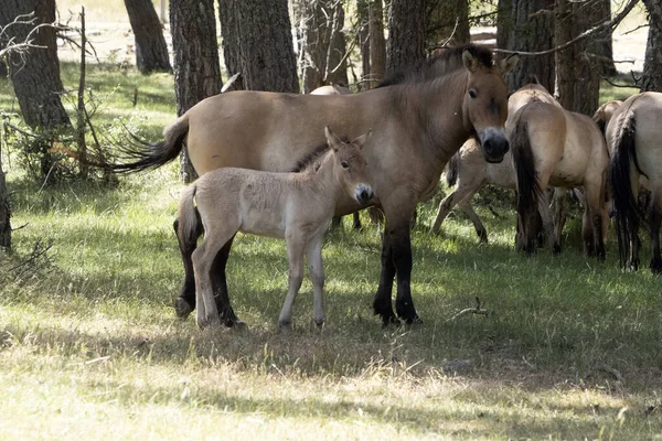 Baby Newborn Przewalski Horse Portrait Summer Season — Stockfoto
