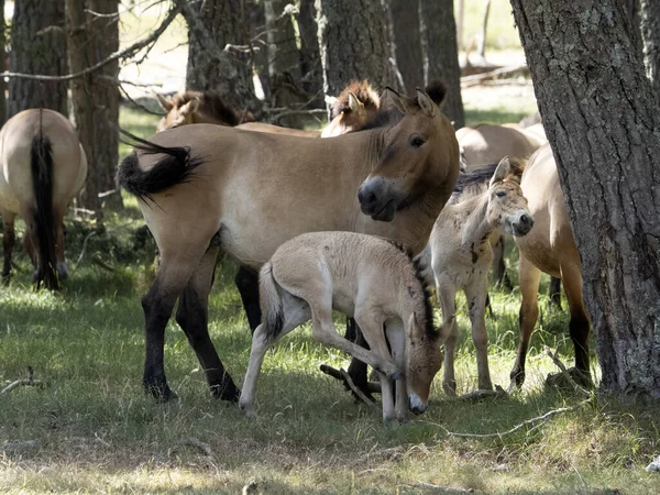 Bambino Neonato Przewalski Cavallo Ritratto Nella Stagione Estiva — Foto Stock