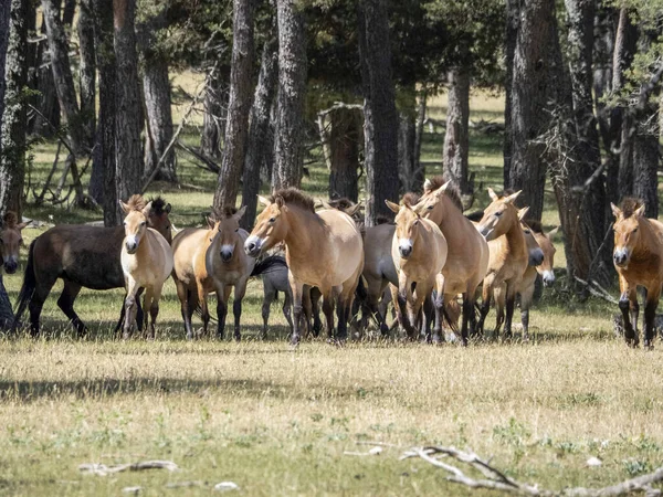 Przewalski Pferdeporträt Der Sommersaison — Stockfoto