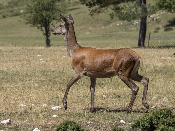 Rotwild Porträt Sommer — Stockfoto